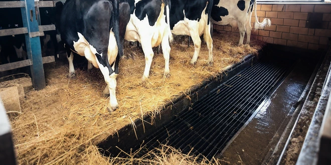 Системы навозоудаления