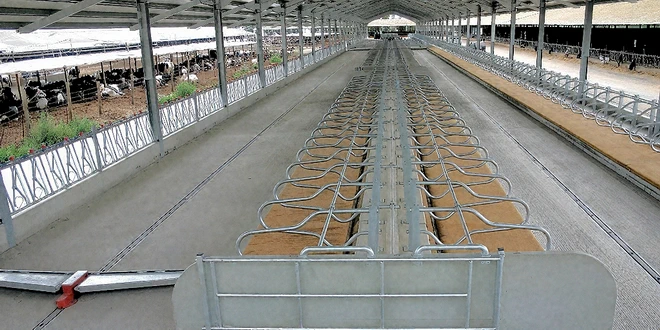 Скреперы для коровников со станками открытого типа