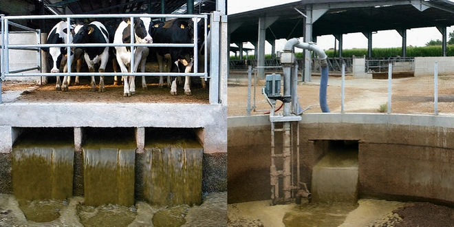 Поток навоза в каналах и в коллекторе