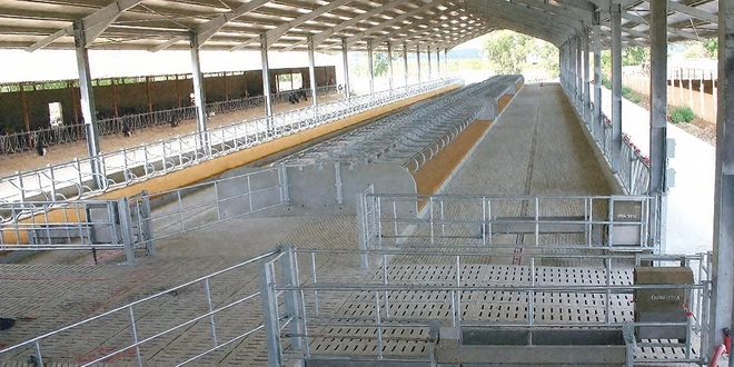 Стойло беспривязного содержания