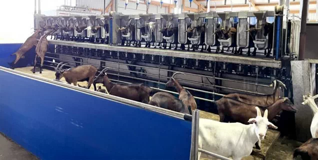 Современный доильный зал MobiGoat для эффективной дойки коз
