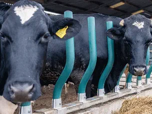 Кормовой барьер и кормушка