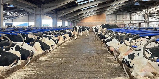 Инновационные резиновые маты для мясного и молочного скота от EASYFIX