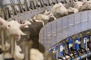 Интегрированная система для эффективного кормления коз во время доения