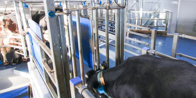 Интегрированная система автоматической сортировки для коров от Dairymaster
