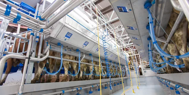 Инновационный доильный зал Dairymaster