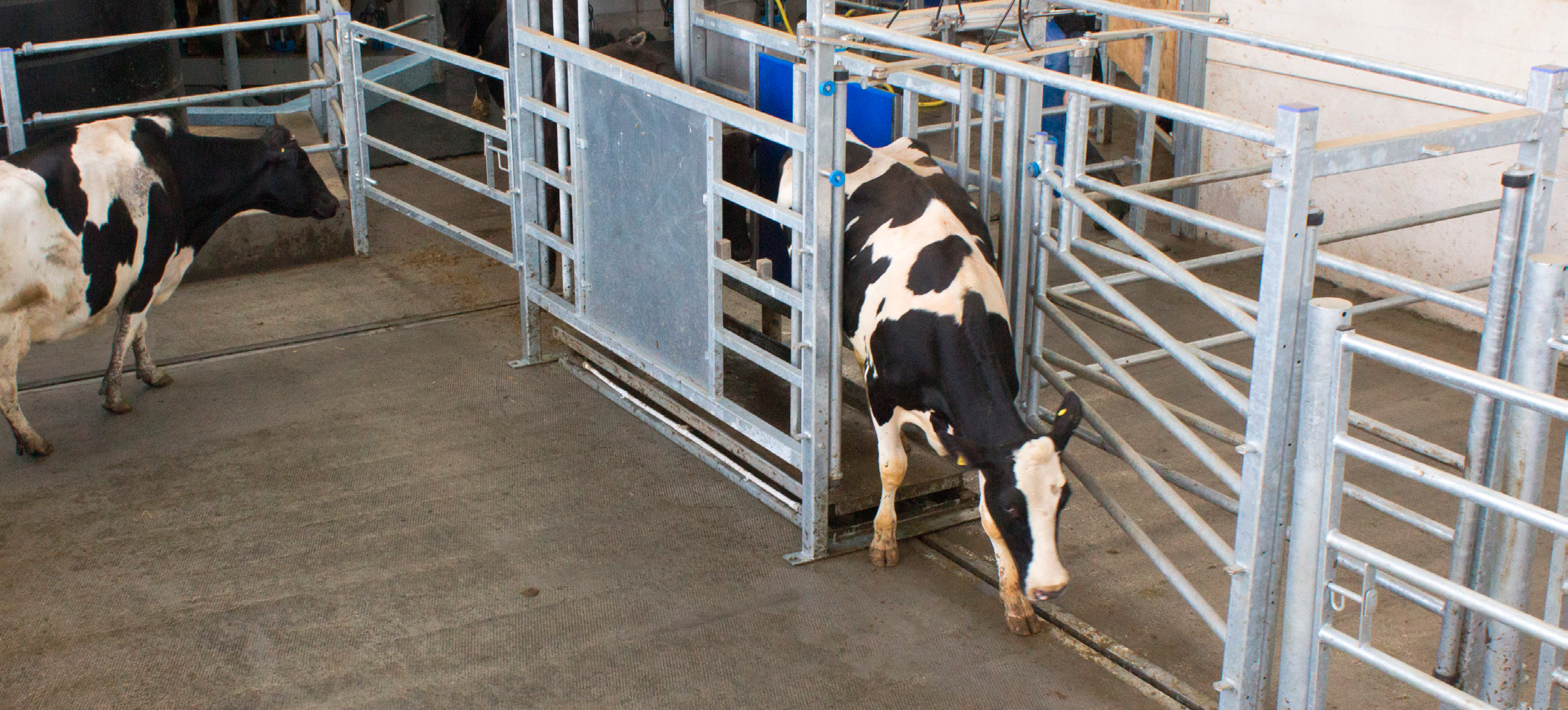 Интегрированная система автоматической сортировки для коров от Dairymaster