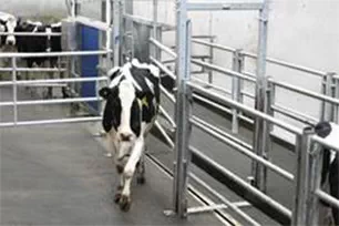 Современный селекционный блок для управления движением коров в доильном зале