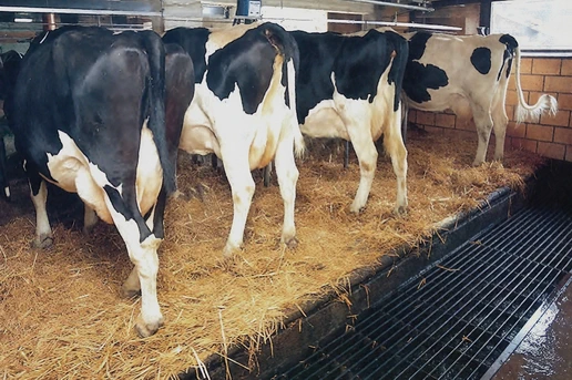 Системы навозоудаления