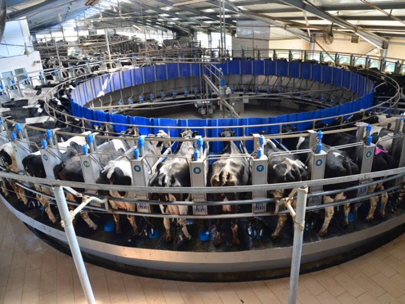 Карусель на 50 мест, Племзавод Трудовой